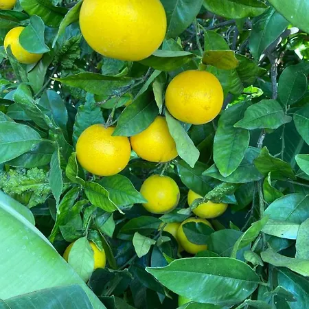 Semesterbostad El Time Tijarafe