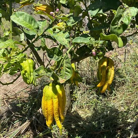 El Time Semesterbostad Tijarafe